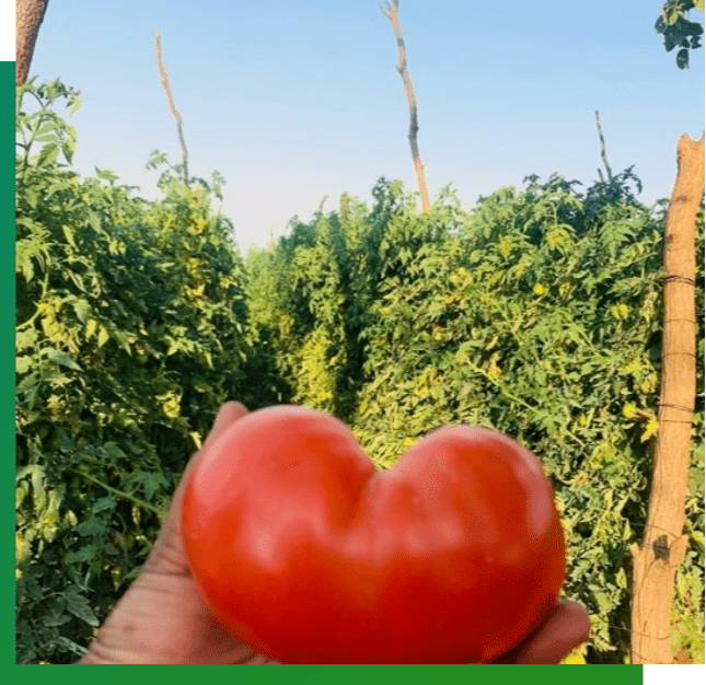 tomato amiran kenya