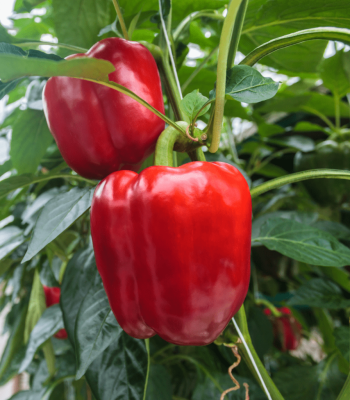 Red Bell pepper seeds amiran kenya