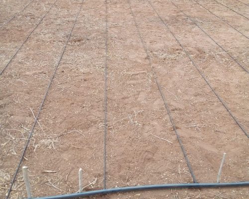 drip irrigation amiran kenya