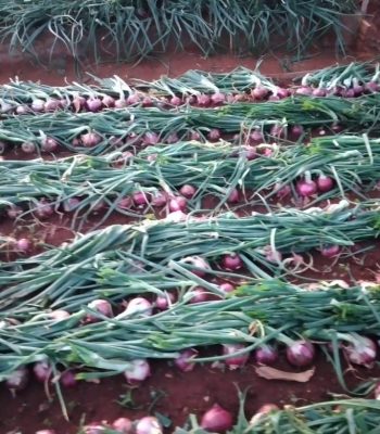 onions seeds amiran kenya