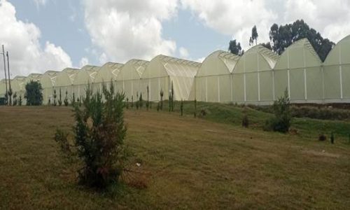 Greenhouse Amiran Kenya