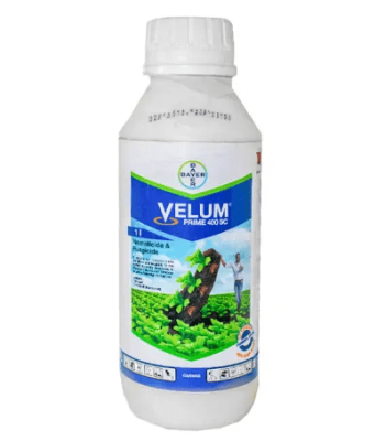 1 velum