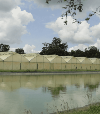 Dam liner with greenhouses (1)