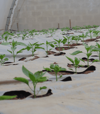 Greenhouse gallery - Mulch in a greenhouse