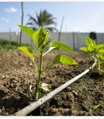 Irrigation gallery - Drip Irrigation 1