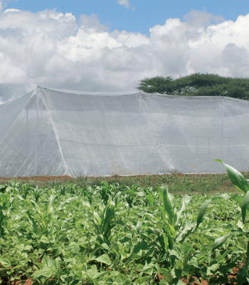 Plastic-Nets- whiteGreenhouse (2)