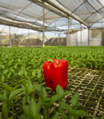 Seedlings - Amiran Zambia Agri1