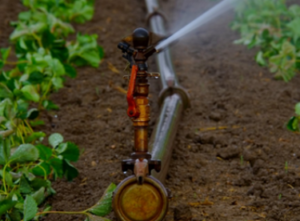 irrigation dizengoff ghana