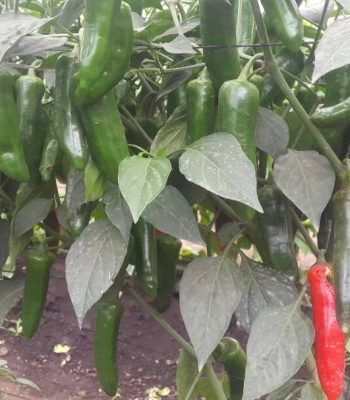 hot pepper dizengoff ghana