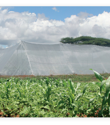 plastic nets with greenhouses dizengoff ghana