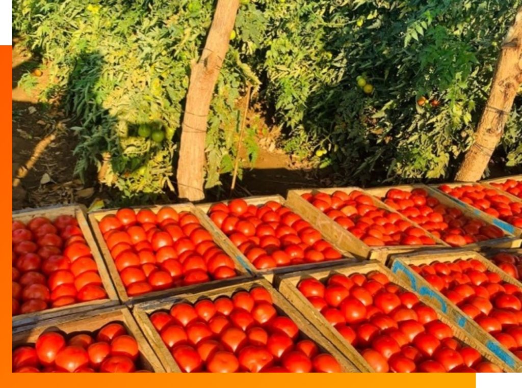 tomatoes Balton Nigeria