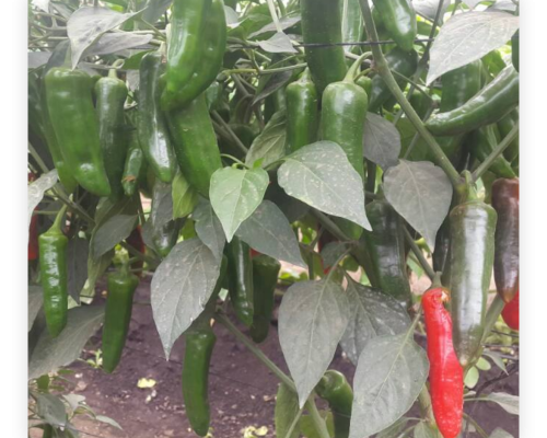 hot pepper Balton Nigeria