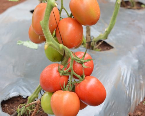 tomato seeds Balton Nigeria