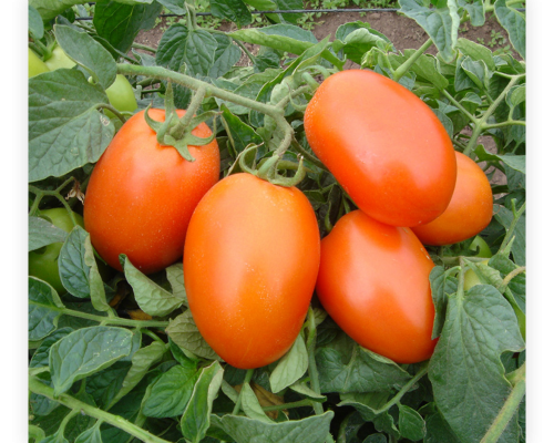 tomato seeds Balton Nigeria
