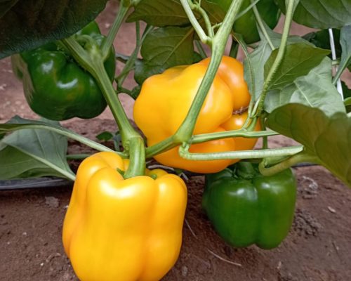 yellow sweet pepper Balton Nigeria