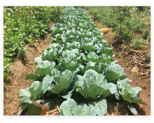 cabbage seeds Balton Nigeria