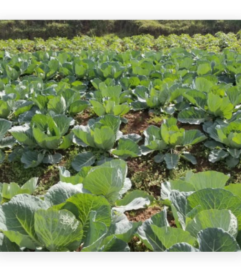 cabbage balton rwanda