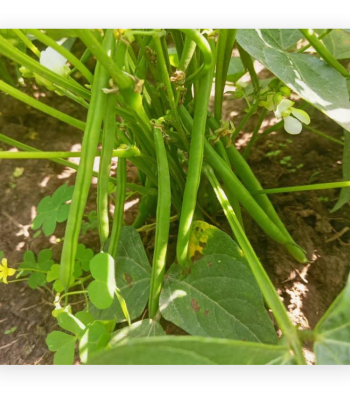 green beans balton rwanda
