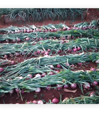 onions balton rwanda