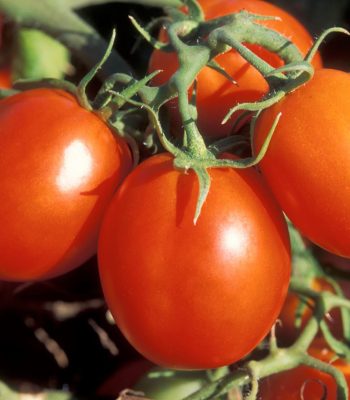 tomatoes balton rwanda