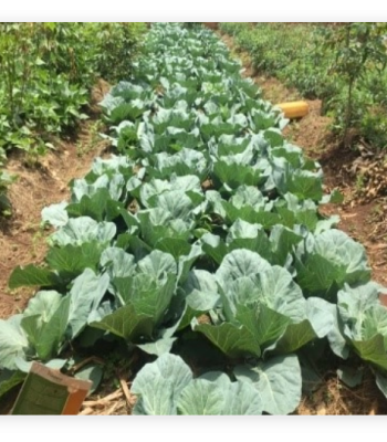 cabbage seeds balton rwanda