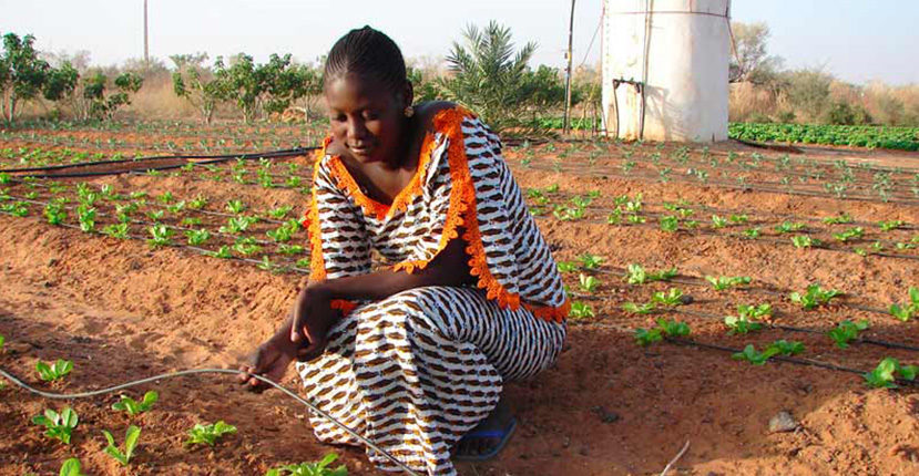 farming-is-cool-tanzania-launch-baltoncp-tanzania