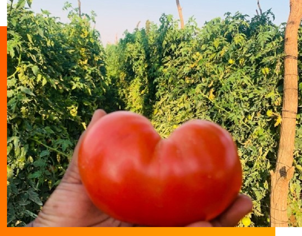 tomatoes balton tanzania