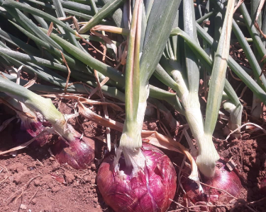 onions balton tanzania