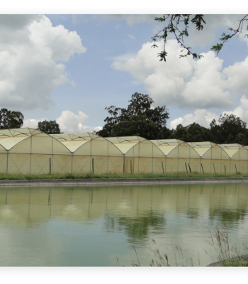 dam liner with greenhouses balton tanzania