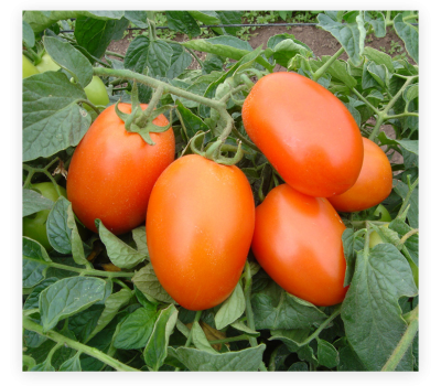 tomaotes balton tanzania