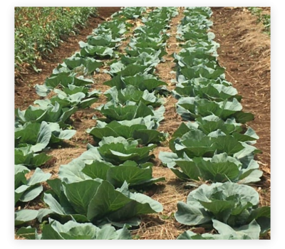 cabbage balton tanzania