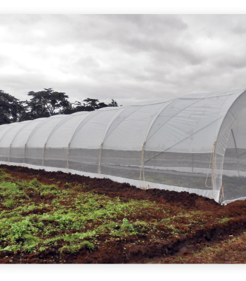 greenhouse balton uganda