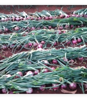onions balton uganda