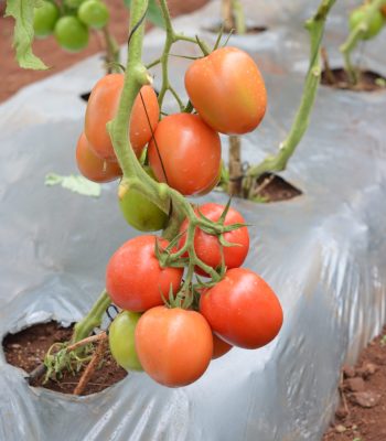 tomato seeds balton uganda