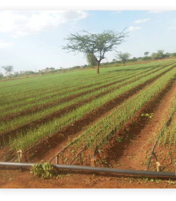 irrigation balton uganda