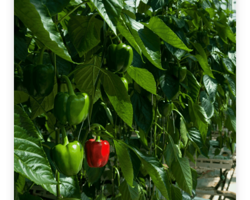 Green _ red capsicum - Seeds or any other placement (3)