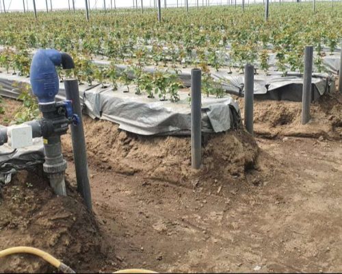 mulch irrigation balton cp